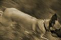 DSC09946_sepia1.jpg