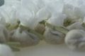 DSC005071.jpg