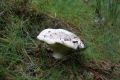 DSC022821.jpg