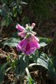DSC059521.jpg