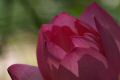 DSC080241.jpg